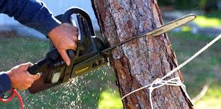 How Our Tree Care Process Works  in  Rodeo, CA