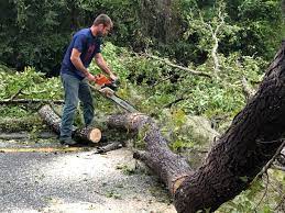 Best Hazardous Tree Removal  in Rodeo, CA