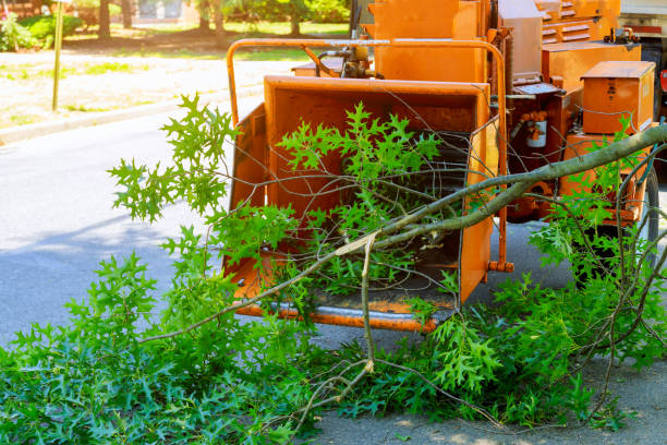 Leaf Removal in Rodeo, CA