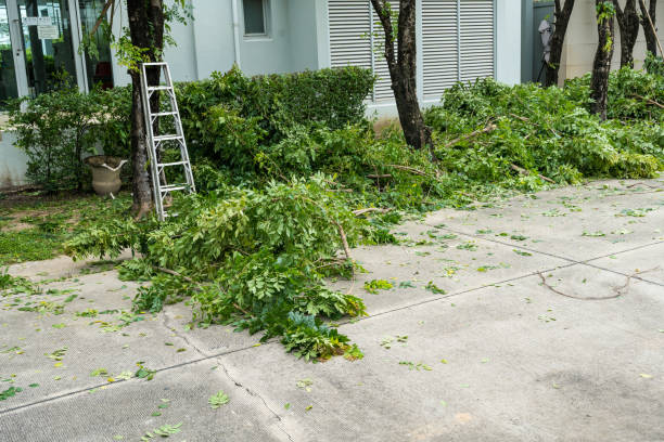 Best Arborist Consultation Services  in Rodeo, CA