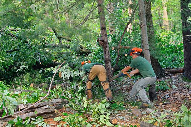 Best Storm Damage Tree Cleanup  in Rodeo, CA