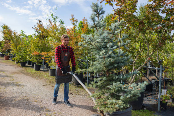 Mulching Services in Rodeo, CA