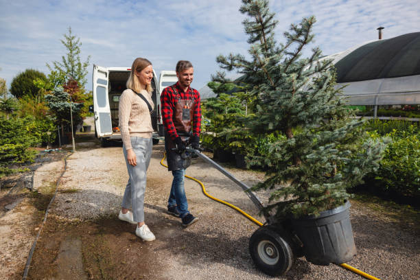 Reliable Rodeo, CA Tree Care Services Solutions